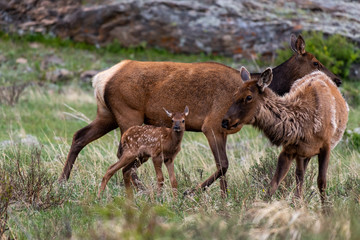 Naklejka na ściany i meble An Elk Calf and Mother in Rocky Mountain National Park