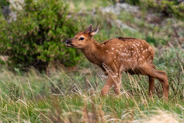 An Elk Calf Exploring its New World in Rocky Mountain National Park