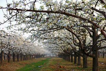 Fototapeta premium Blooming pear flower, very beautiful