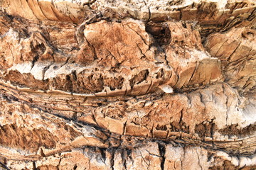 Texture wood background palm tree macro nature