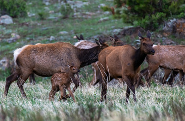 An Elk Calf and Mother in Rocky Mountain National Park