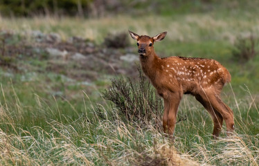 An Elk Calf Exploring its New World in Rocky Mountain National Park