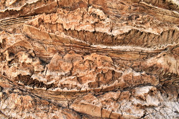 Texture wood background palm tree macro nature