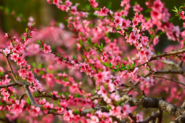 Blooming peach blossom, very beautiful