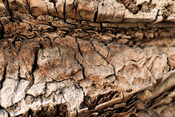 Texture wood background palm tree macro nature