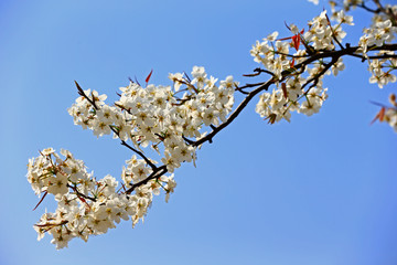 Blooming pear flower, very beautiful