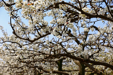 Blooming pear flower, very beautiful