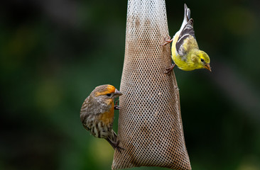 An Orange Pigmented House Finch and American Goldfinch Feeding on Niger Seed