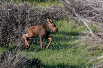 An Adorable Newborn Moose Calf Trotting through a Meadow at Rocky Mountain National Park