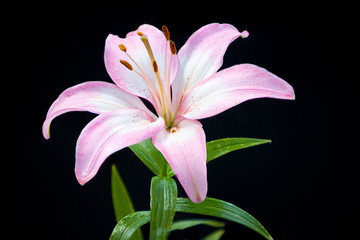 Pink lily