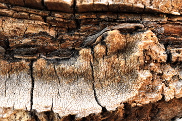 Texture wood background palm tree macro nature