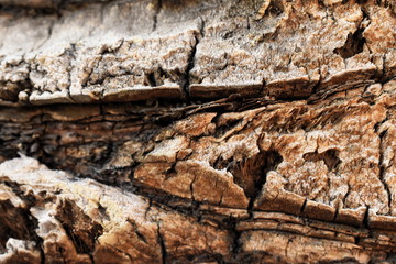 Texture wood background palm tree macro nature