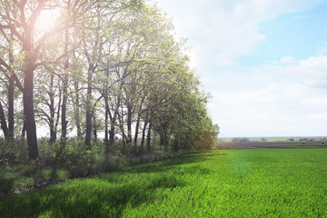 Green wheat field on spring day
