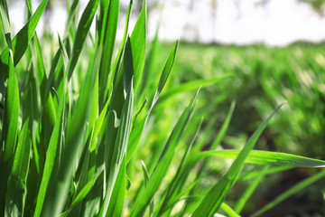 Green wheat field on spring day, closeup