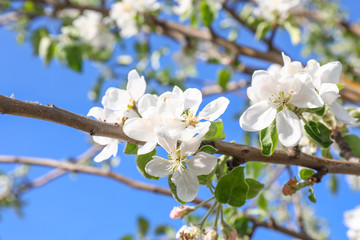 Beautiful blossoming branch outdoors on spring day