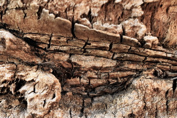 Texture wood background palm tree macro nature