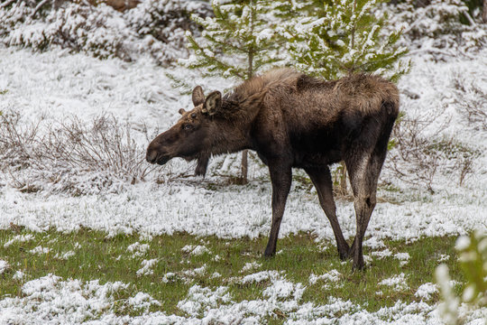A Juvenile Bull Moose in the Snow Antlers Starting to Grow