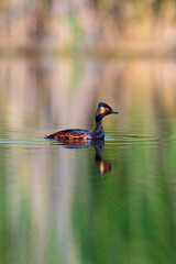 Water and swimming bird. Swimming grebe. Yellow green water background. Bird: Black necked Grebe. Podiceps nigricollis.