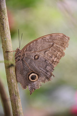 Owl Butterfly in a tropical forest in the Chanchamayo region of Peru