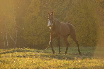 horse in the field at farm
