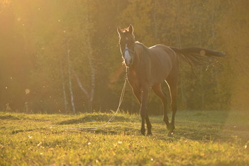 Obraz na płótnie Canvas horse in the field at farm