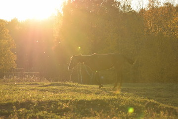 Naklejka na ściany i meble horse in the field at farm