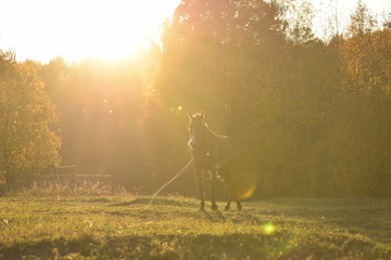 Fototapeta na wymiar horse in the field at farm