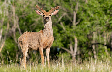 A Mule Deer Buck with Velvet Antlers and Spring Coat