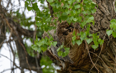 Naklejka na ściany i meble A Raccoon Enjoying a Nap in a Giant Cottonwood Tree Hollow