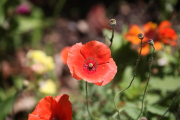 red poppies in a field