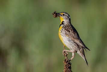 A Western Meadowlark Perched on a Mullein with Dinner
