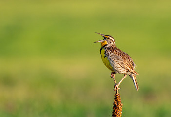A Western Meadowlark Singing on a Spring Morning