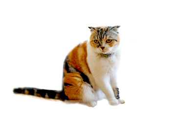 Brown cat on a white background.soft focus.