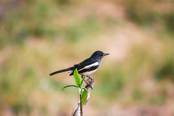 Oriental Magpie Robin The beautiful bird,