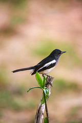 Fototapeta premium Oriental Magpie Robin The beautiful bird,