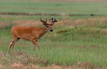 A White-tailed Deer Buck Roaming the Plains of Colorado