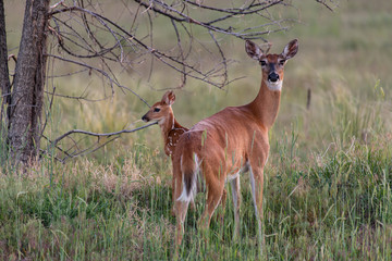 A Beautiful White-tailed Deer Doe With an Adorable Baby Fawn 