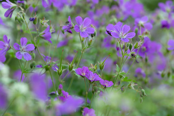 Blossoming woodland geraniums