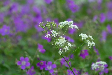Caraway, Carum carvi in front of woodland geraniums, Geranium sylvaticum