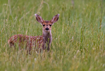 A Cute Mule Deer Fawn in a Grassy Meadow
