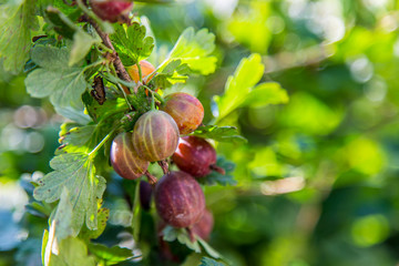 Close up view of the organic gooseberry berry hangs on a branch under the leaves.