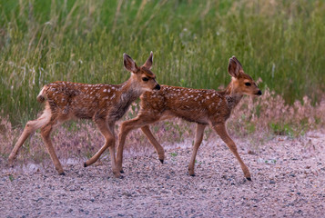 White-tailed Deer Fawn Twins Racing Through a Meadow