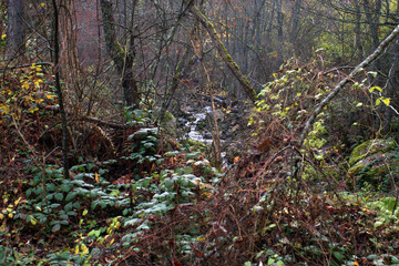 forest in autumn