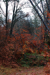 autumn in the forest