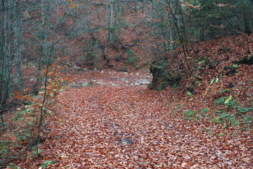 autumn leaves in the park