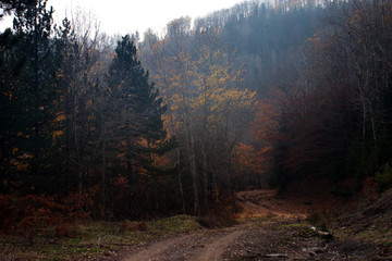 forest in fog