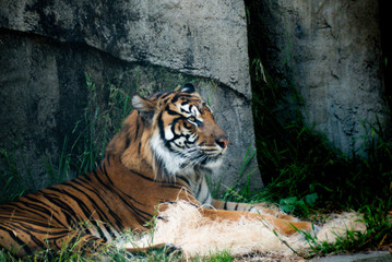 Fototapeta na wymiar Majestic Relaxing Tiger and Stones