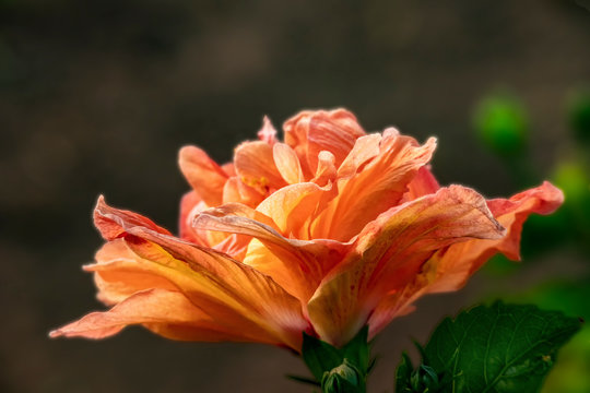 Hawaiian Rose 1
