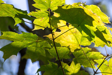 Sunshine on fall maple leaves, just starting to turn yellow.  Bright green and yellow leafy natural autumn background 