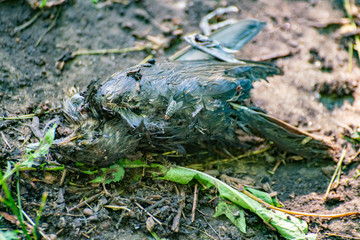 dead black bird with some flies on it, environmental pollution and problem concept